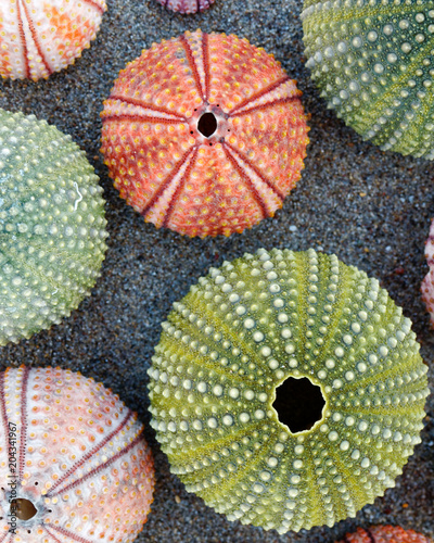 Colorful Sea Urchins Shells On Wet Sand Beach Buy This Stock