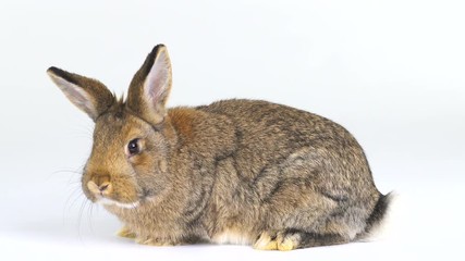 Canvas Print -  rabbit on a white screen  (three months old)