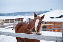 Brown Horse Eating Hay In The Pen In Winter