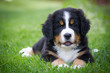 Bernese mountain dog puppy in green background. 