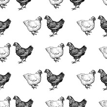 Pattern Of The Drawn Hens