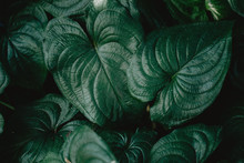 Closeup Of Green Tropical Plants