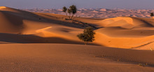 Wüste Der Vereinigten Arabischen Emirate
