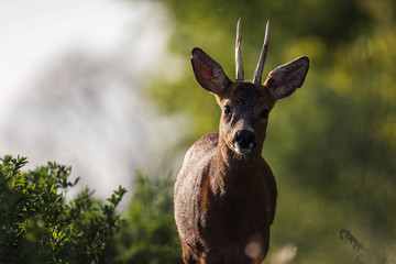 Wall Mural - sweet light with deer