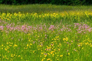 Wall Mural - Wildblumen auf Wiese im Sommer