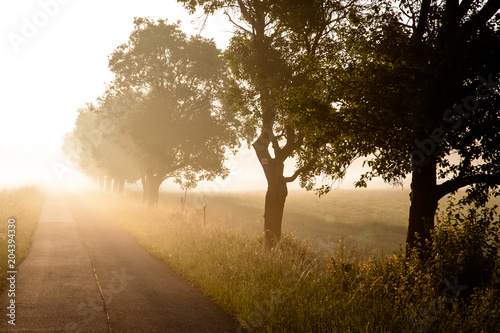 Morgennebel_2 Obraz na płótnie
