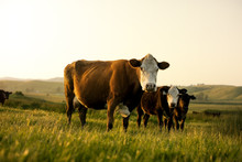 Group Of Cows Standing In A Grassy Field.