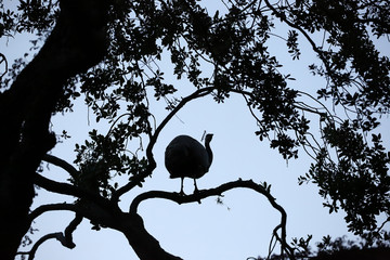 Indian peafowl also known as a peacock roosting high up in a live oak tree at night.