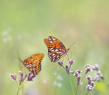 Gulf Fritillary Butterflies