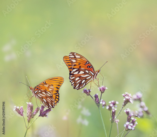 Gulf Fritillary butterflies