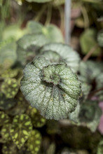 Leaves Of Decorative Begonia In The Botanical Garden.