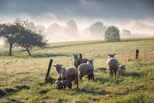 Schafe Im Morgennebel