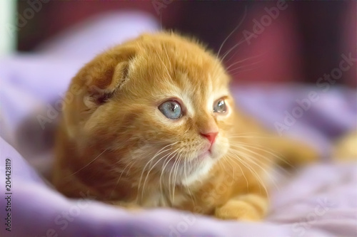 Cute Red Kitten Scottish Fold Kaufen Sie Dieses Foto Und