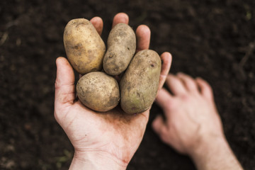 Two hands close-up, in one hand potato tubers, the other lies on the ground