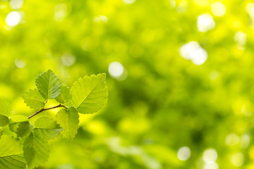 Wall Mural - green leaves