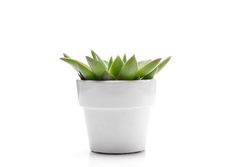 Beautiful succulent plant in white flowerpot.