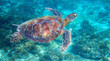 Sea turtle in tropical lagoon. Green sea turtle closeup. Wildlife of tropical coral reef.