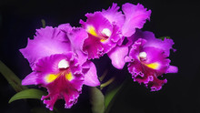 Three Purple Orchids On A Black Background