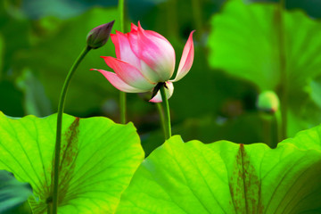 Water Lily