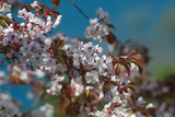 Fototapeta  - 桜