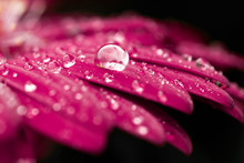 Macro Flower Water Drop Pink