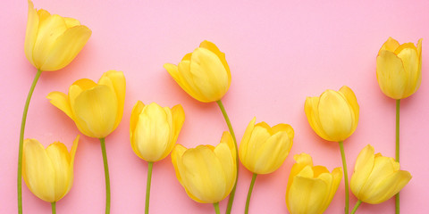 Wall Mural - Yellow tulip flowers on a pink background, top view, flat layout. concept summer, spring, holiday March 8, mother's day.