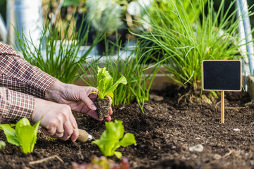 The gardener plants young seedlings in the ground. 