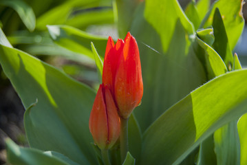 Undisclosed bud of a miniature red tulip. Early spring flowers.