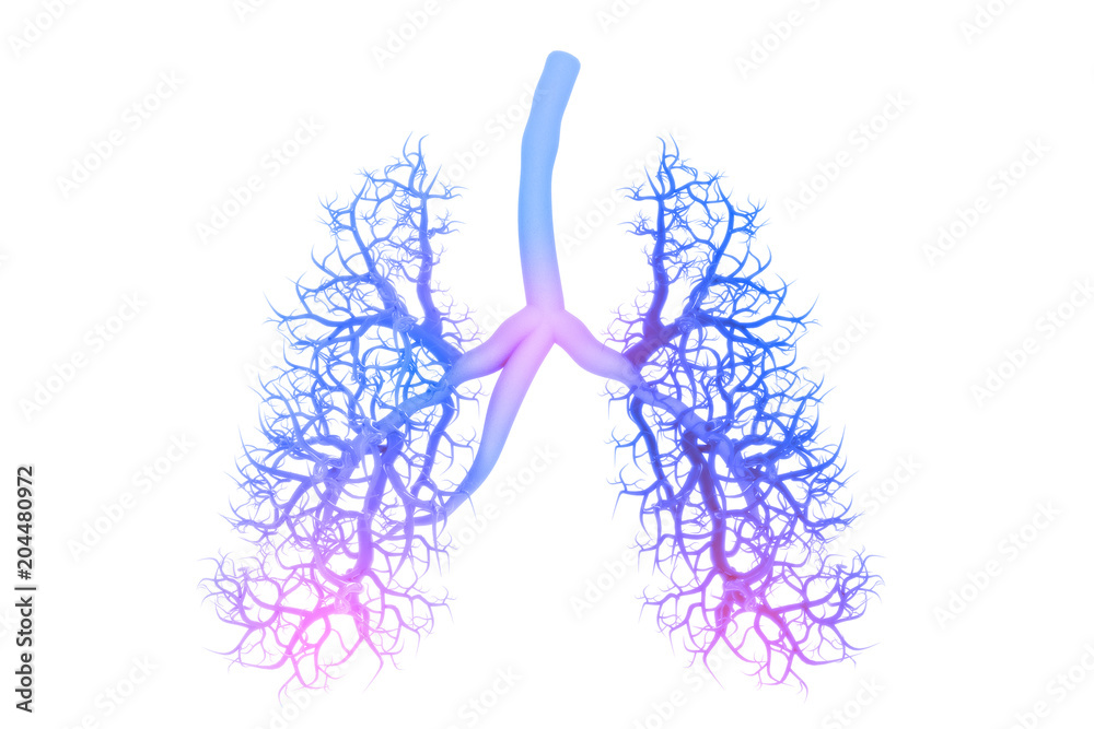 Human lungs anatomy - obrazy, fototapety, plakaty 