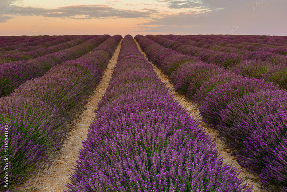 Lavender field on sunrise, Valensole Plateau, France - obrazy, fototapety, plakaty 