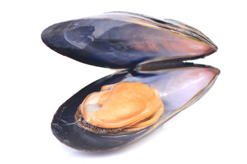 Sticker - Fresh mussel