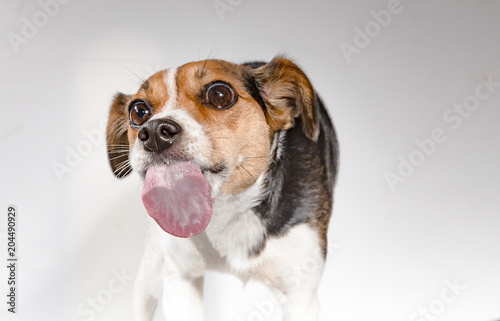 Hund streckt Zunge raus by TierfotoNRW.de kaufen Sie dieses Foto und