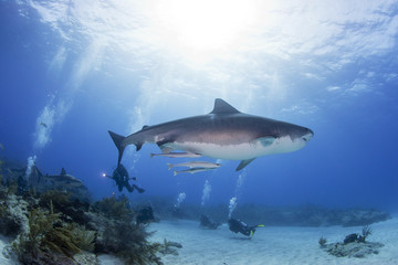 Tiger shark bottom view with scuba divers and the sun in the background in clear blue water