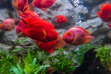 Blood Parrot Cichlid Fish Always Kiss Whenever They See Each Other