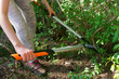 Cut with bypass lopper old shoots of shrubs / Ligustrum /