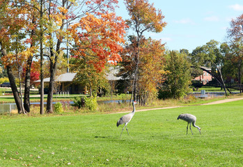 Wall Mural - beautiful autumn sunny day view in a city park with colorful trees and pair of beautiful cranes walk