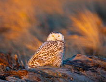 Snowy Owl At Sunset