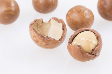 Sticker - Macadamia nuts - Macadamia integrifolia