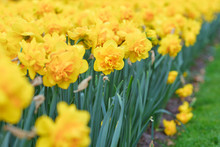 Yellow Daffodils In Spring 