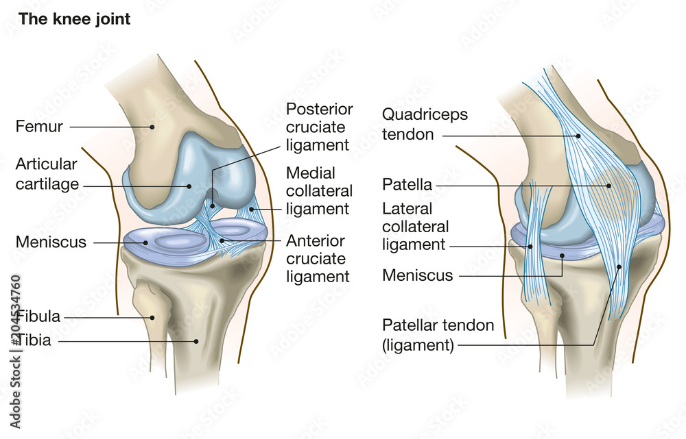 The knee joint, anatomy, medical illustration with caption - obrazy, fototapety, plakaty 