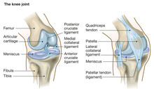 The Knee Joint, Anatomy, Medical Illustration With Caption