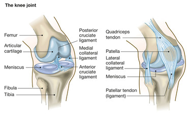 the knee joint, anatomy, medical illustration with caption