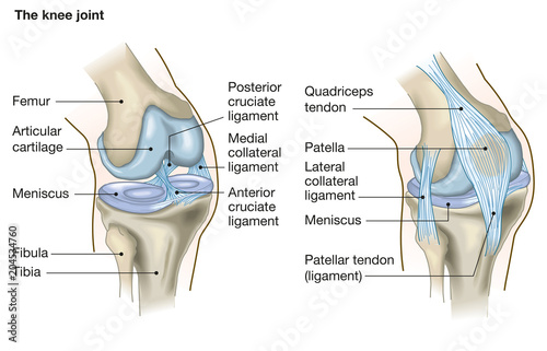 Fotografía The knee joint, anatomy, medical illustration with caption