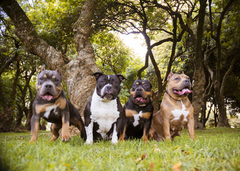  four bully american dogs sitting on the grass with trees in the background