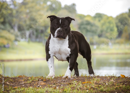 black and white bully dog