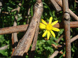 One yellow flower in dry branches. The flower is a miracle. Flower in an unexpected place, close-up.