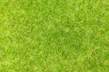 Wall Mural - Green grass texture background