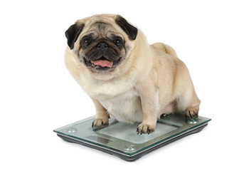 Fat Pug dog weighting on floor scales