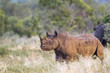 Black rhinoceros in Kruger National park, South Africa