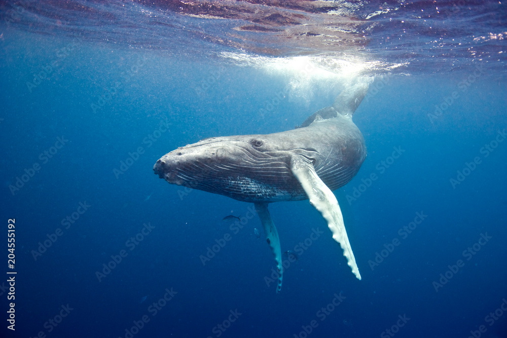 Humpback whale underwater in Caribbean - obrazy, fototapety, plakaty 